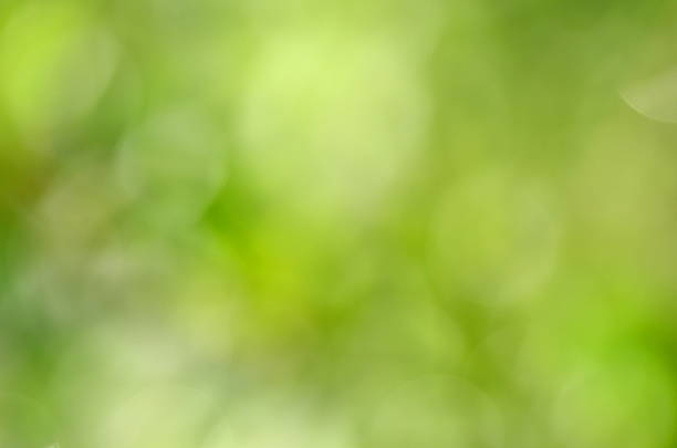 istock abstract natural green background with bokeh effect 466881736