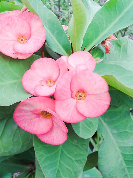 istock pink Euphorbia flower 466882966
