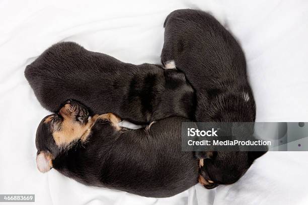 Photo libre de droit de Grillée banque d'images et plus d'images libres de droit de Animaux de compagnie - Animaux de compagnie, Animaux domestiques, Blanc