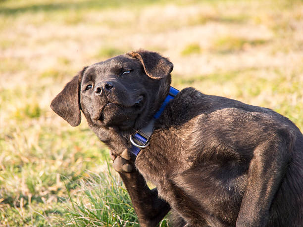 istock Serbian defense dog mixture  Mastiff, Rottweiler,  terriers  wolf 466883696