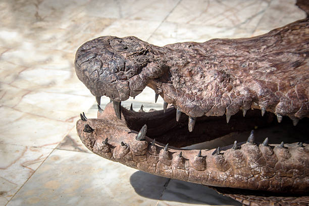 close up head crocodile leather on outdoor for drying