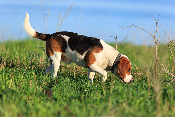 Dog Scent hound outdoors executes commands bloodhound stock pictures, royalty-free photos & images