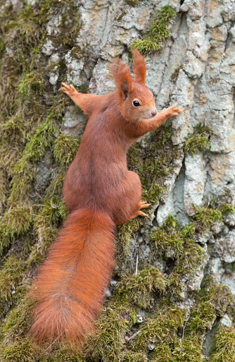 Eurasian red squirrel (Sciurus vulgaris) climbing on a tree.