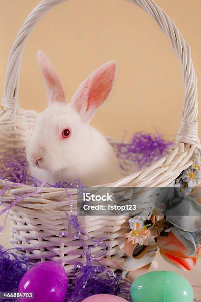 Páscoa Branco Coelho Na Cesta Com Ovos Grama - Fotografias de stock e mais imagens de Abril - Abril, Animal, Animal Doméstico