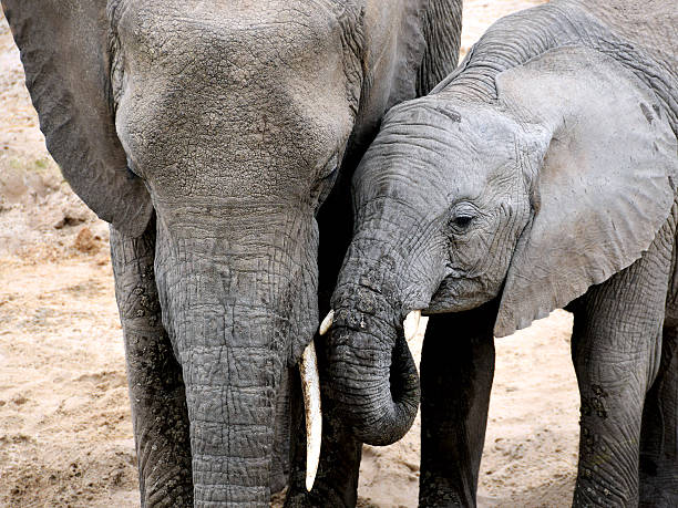 istock Mother Elephant and baby are digging sand for a water 466886294