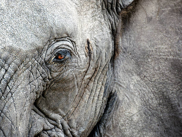 istock Elephant's portrait closeup 466886388