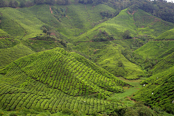 istock Cameron Highland, Malaysia 466886468