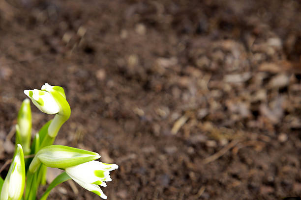 istock lily of the valley 466886538