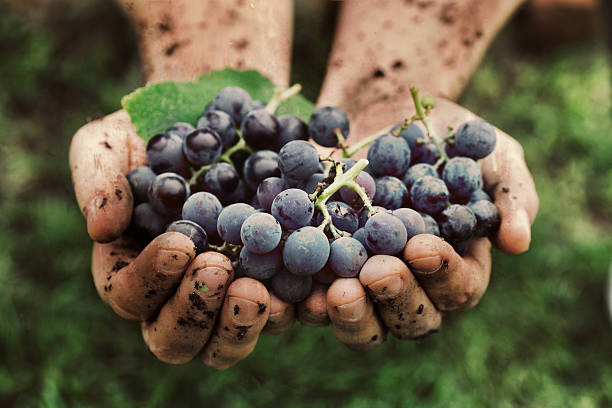 Grapes harvest Grapes harvest. Farmers hands with freshly harvested black grapes. grape stock pictures, royalty-free photos & images