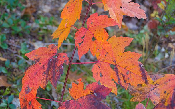 istock Vibrant Autumn Leaves 466887202