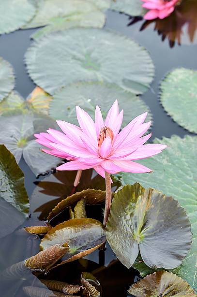 istock pink lotus flower 466887802