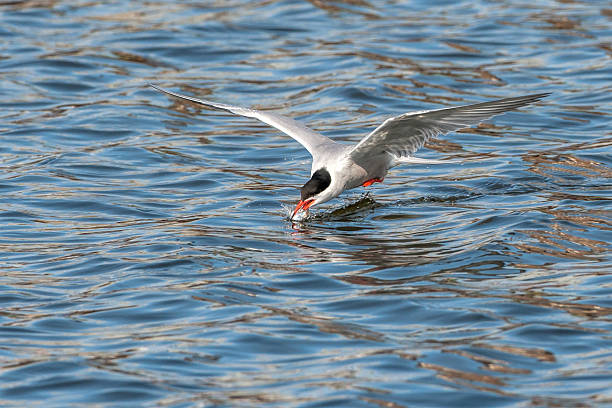 istock tern with prey above the water 466888228