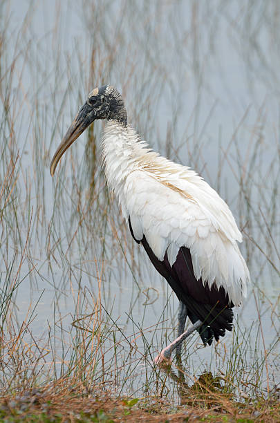 istock Wood Stork Wading In Wetland 466888437
