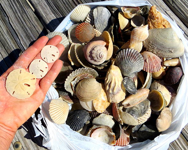 Morning Shelling stock photo