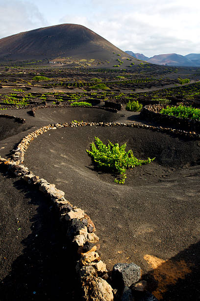 culture la geria vine cultures - lanzarote canary islands volcano green photos et images de collection
