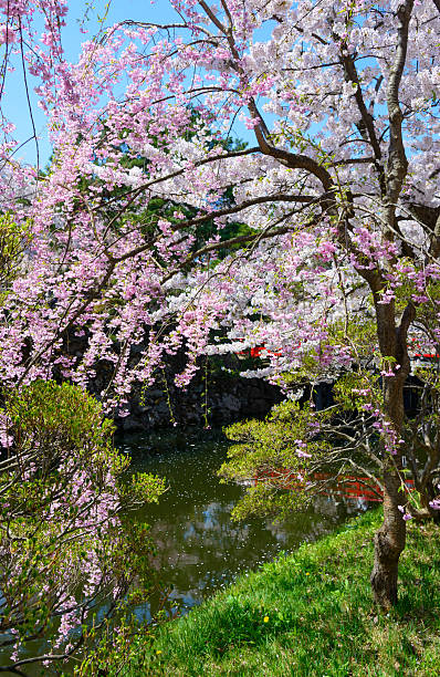 istock Cherry blossoms at Hirosaki Park 466891970