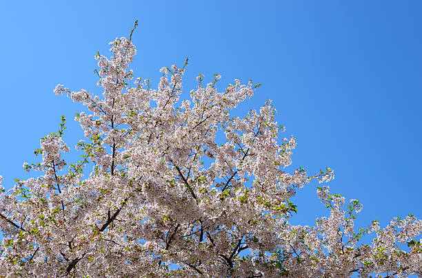 istock Cherry blossoms at Hirosaki Park 466893394