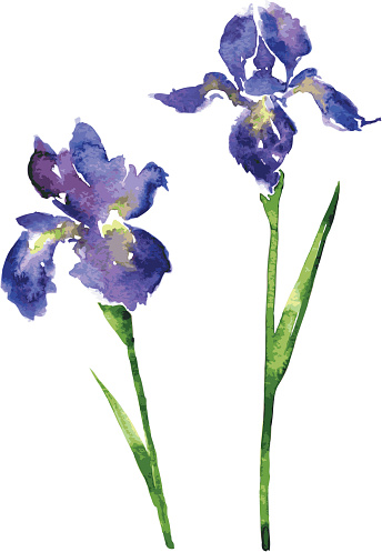 two vector watercolor blue flowers of irises, hand drawn vector design elements