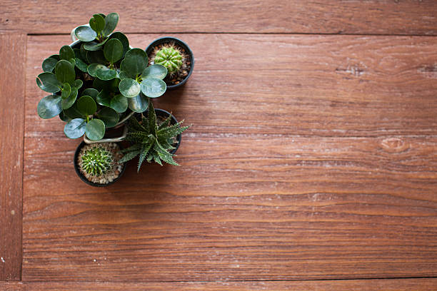 istock Cactus plant in flowerpot on wooden table 466896856