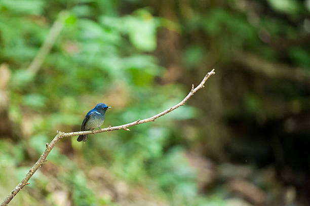 istock Colorful blue bird, Niltava macgrigoriae 466897334