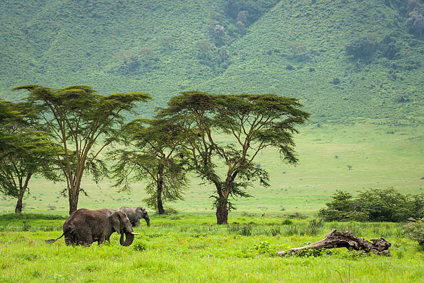 Elephants grazing in the Ngorongoro Crater, Tanzania.
