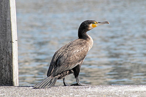istock Cormorant in Zurich 466901112