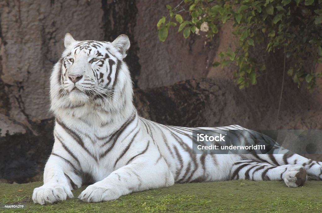 Black and White Striped Tiger Rare Black and White Striped Adult Tiger Albino Stock Photo