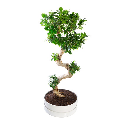 Ficus microcarpa ginseng tree isolated on white