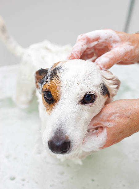 istock Dog taking a bath in bathtub 466907963