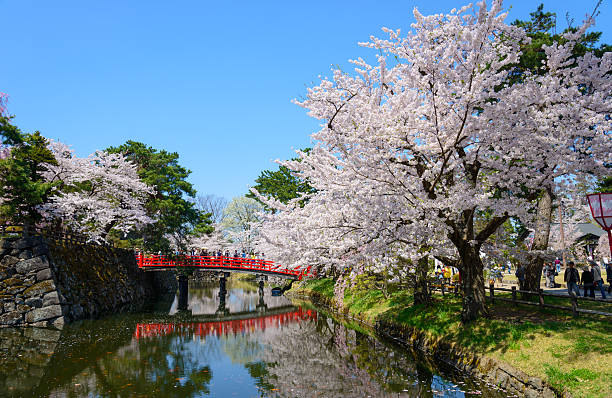 istock Cherry blossoms at Hirosaki Park 466908386