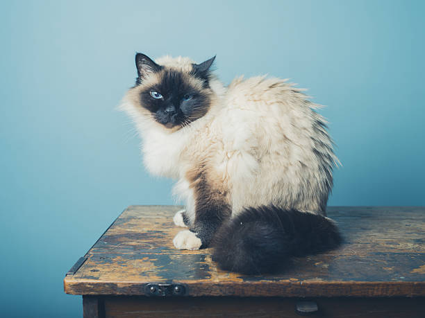 istock Birman cat sitting on a wooden desk 466908390