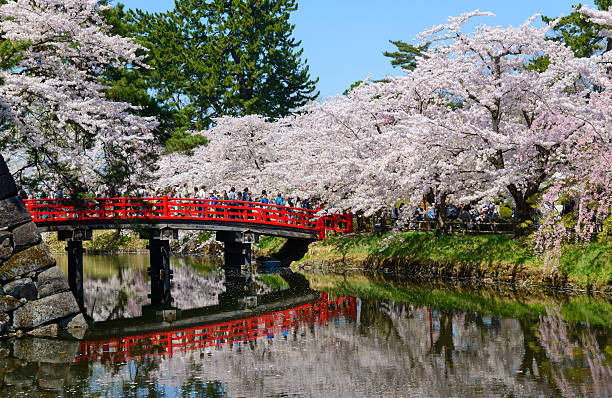 istock Cherry blossoms at Hirosaki Park 466908400