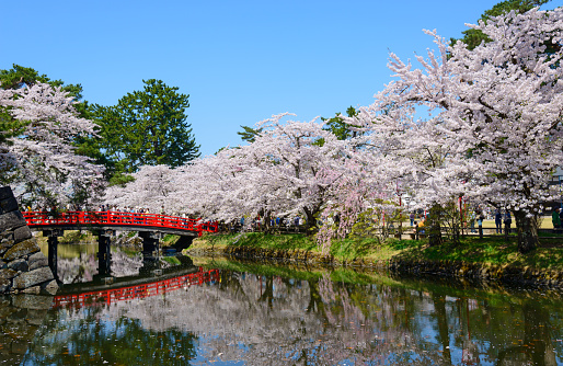 Cherry blossoms (Sakura) at the Hirosaki Castle Park in Hirosaki city, Aomori prefecture, Japan.