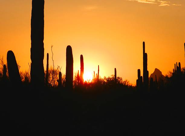 istock Sunset in Sonoran Desert 466911108