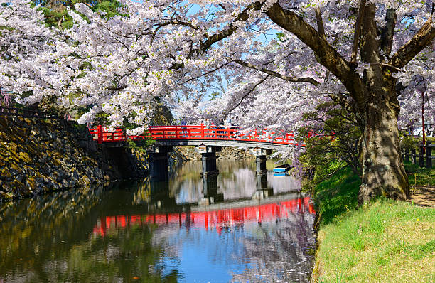 istock Cherry blossoms at Hirosaki Park 466912330