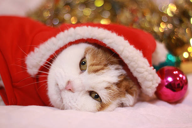 istock Cat wearing a Santa Claus clothes 466912546