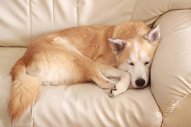 istock Dogs have a nap on the sofa 466912550