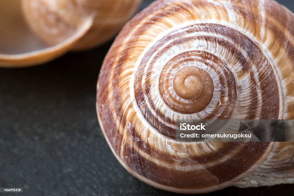 Escargot Shells on Slate Background Macro of Escargot shells on slate background. 2015 Stock Photo