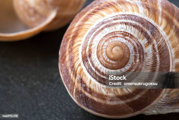 Escargot Shells On Slate Background Stock Photo - Download Image Now - 2015, Abstract, Animal