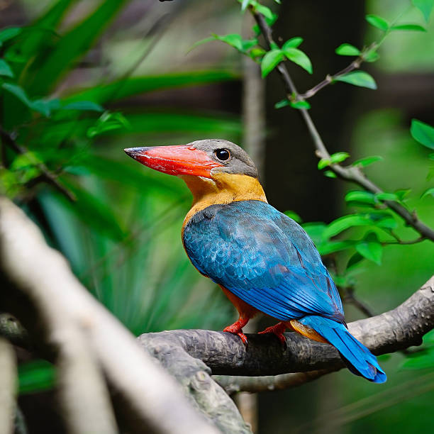 istock Stork-billed Kingfisher 466917075