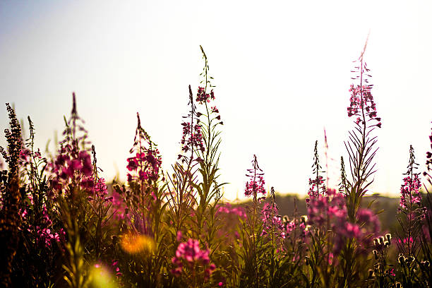 flores cor de rosa no pôr-do-sol - field flower danish culture sunlight - fotografias e filmes do acervo