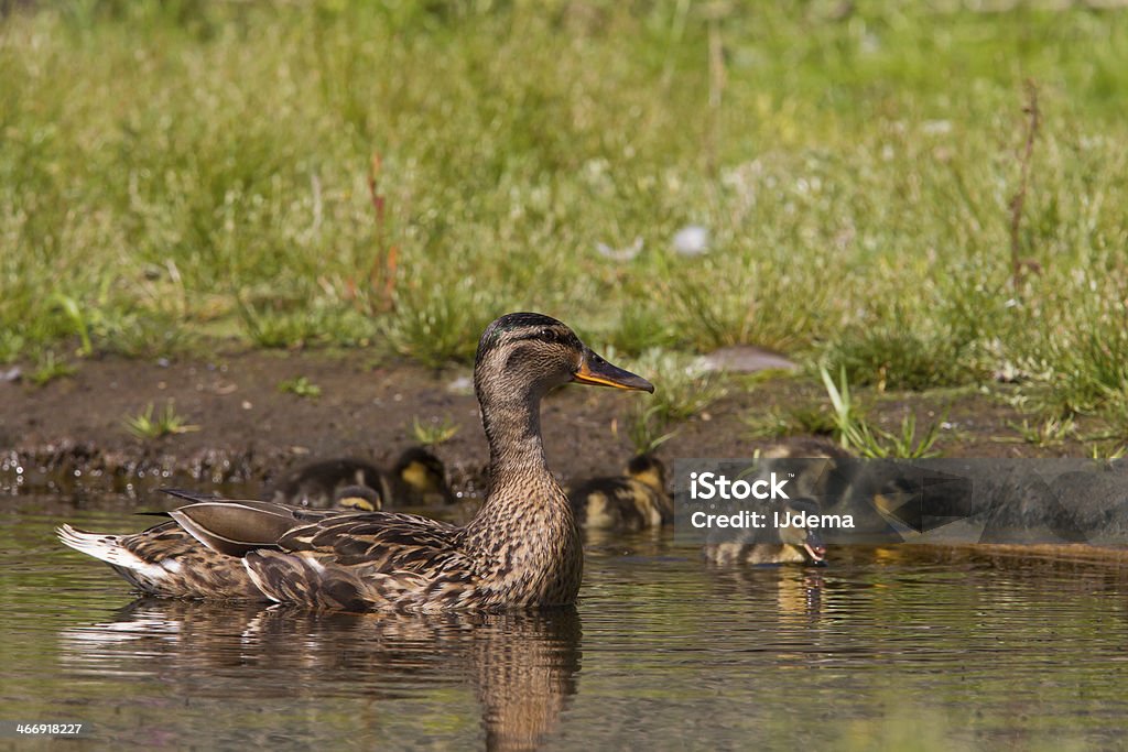 Anatra di madre ducklings sorveglianza - Foto stock royalty-free di Acqua