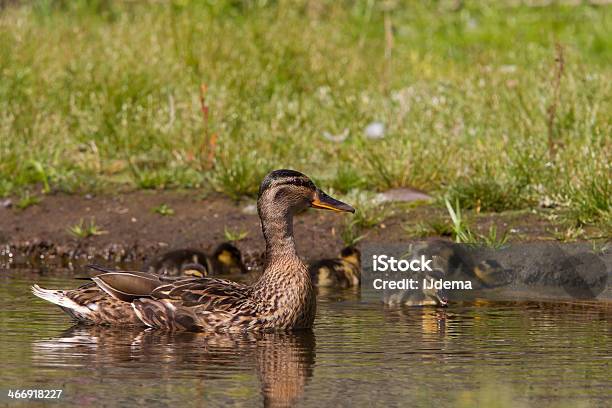 Anatra Di Madre Ducklings Sorveglianza - Fotografie stock e altre immagini di Acqua - Acqua, Adulto, Allerta