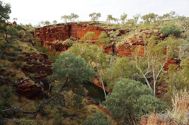 penhascos vermelhos no parque nacional de karijini - spinnifex - fotografias e filmes do acervo