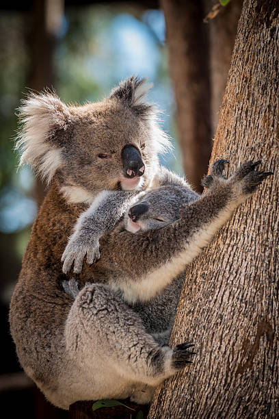 istock Koala mother cradling sleeping joey on eucalyptus tree trunk, Australia 466920250