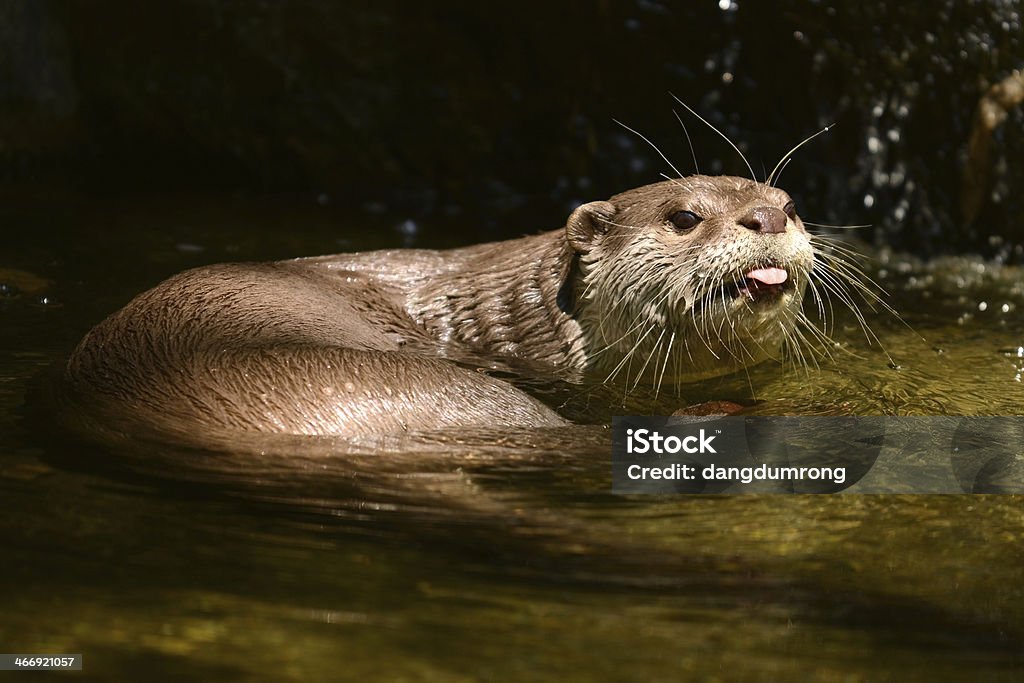 Le spectacle d'une loutre la languette - Photo de Animaux à l'état sauvage libre de droits