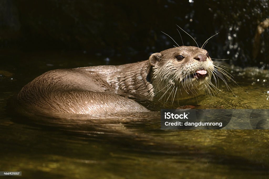 Lontra mostra la lingua - Foto stock royalty-free di Acqua