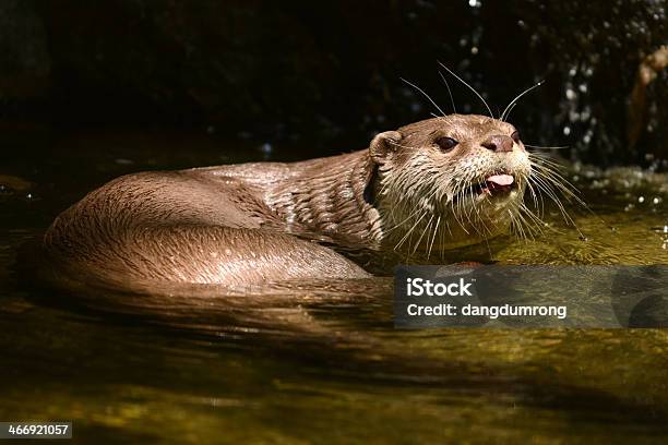 Foto de Lontra Show Língua e mais fotos de stock de Animal selvagem - Animal selvagem, Boca Animal, Cabeça de animal