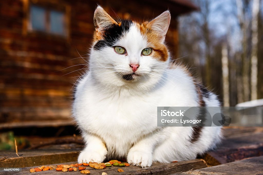 Cat outdoors Cat outdoors eating 2015 Stock Photo