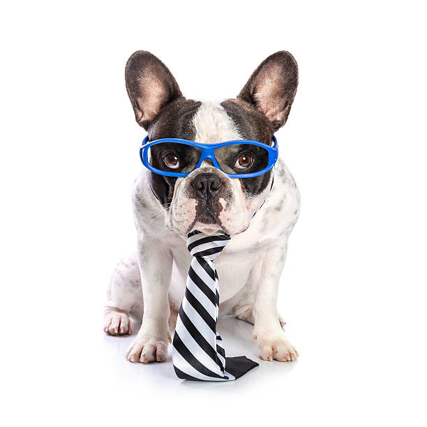 istock French bulldog in blue glasses and tie 466921236